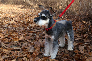 Charlie's Backyard - Easy Leash Red - Henlo Pets