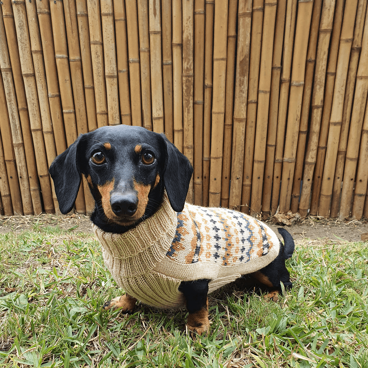 Alqo Wasi - Golden Dreams Alpaca Dog Sweater - Henlo Pets
