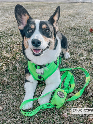 Sassy Woof Waste Bag Holder - Neon Green - Henlo Pets