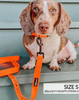 Sassy Woof Collar - Neon Orange - Henlo Pets