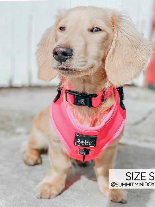 Sassy Woof Collar - Neon Pink - Henlo Pets
