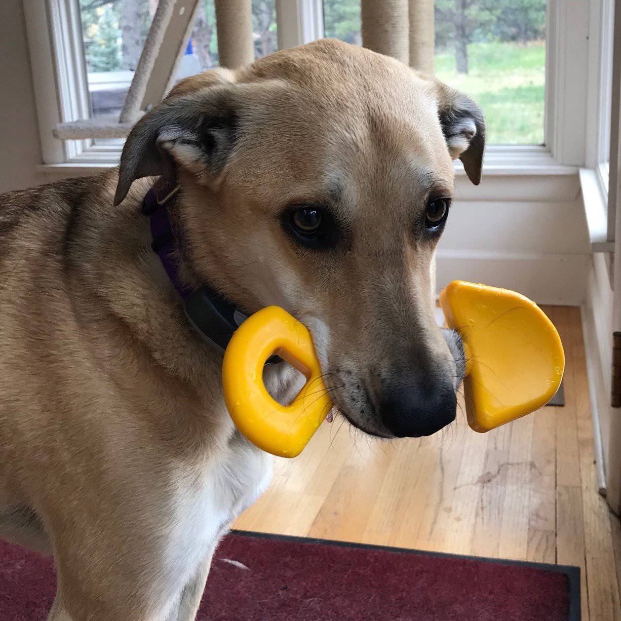 SodaPup - Nylon Shovel Ultra Durable Dog Chew Toy - Henlo Pets