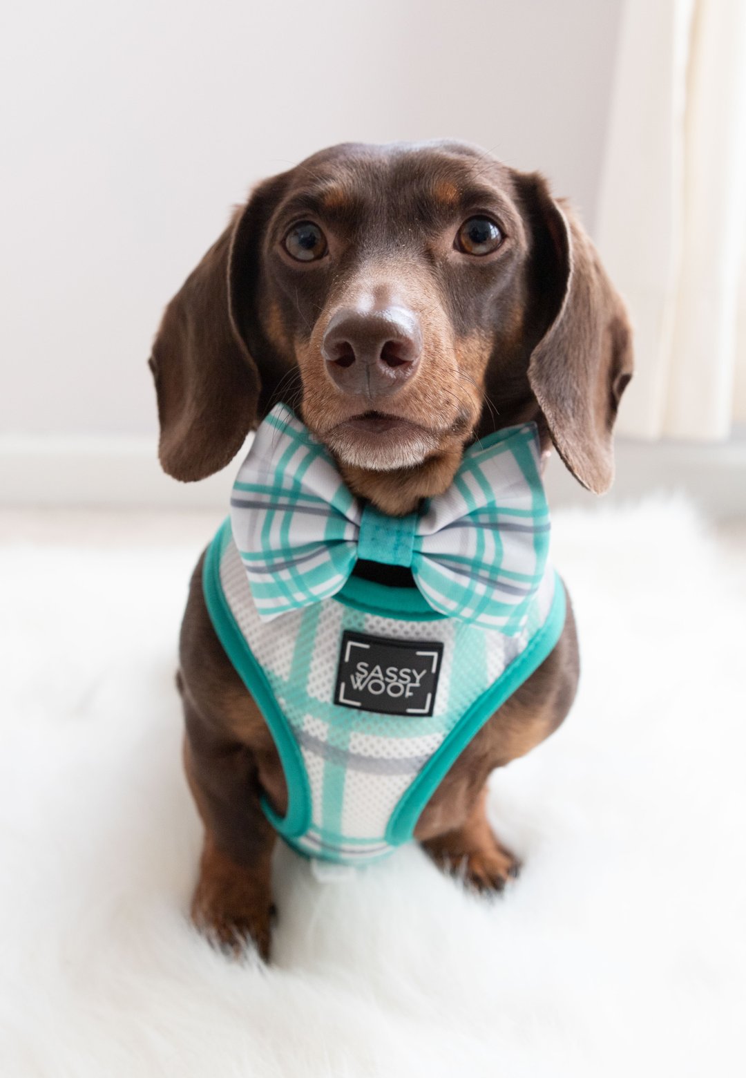 Sassy Woof Reversible Harness - Wag Your Teal [CLEARANCE] - Henlo Pets