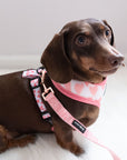 Sassy Woof Leash - Dolce Rose - Henlo Pets