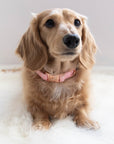 Sassy Woof Collar - Dolce Rose - Henlo Pets
