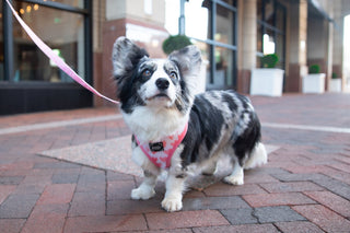 Sassy Woof Reversible Harness - Dolce Rose - Henlo Pets