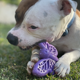 SodaPup - Nylon Butterfly Chew Toy - Henlo Pets